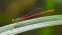 Telebasis digiticollis (Marsh Firetail) male-2.jpg